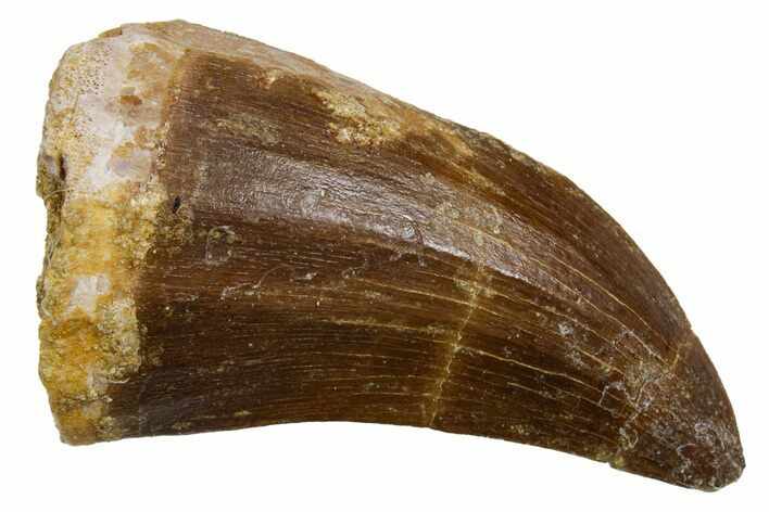 Fossil Mosasaur (Mosasaurus) Tooth - Morocco #353204